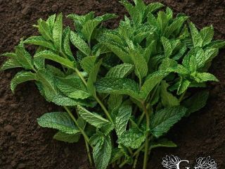 Excelente menta fresca. Producto de alta calidad. Enviar mensaje