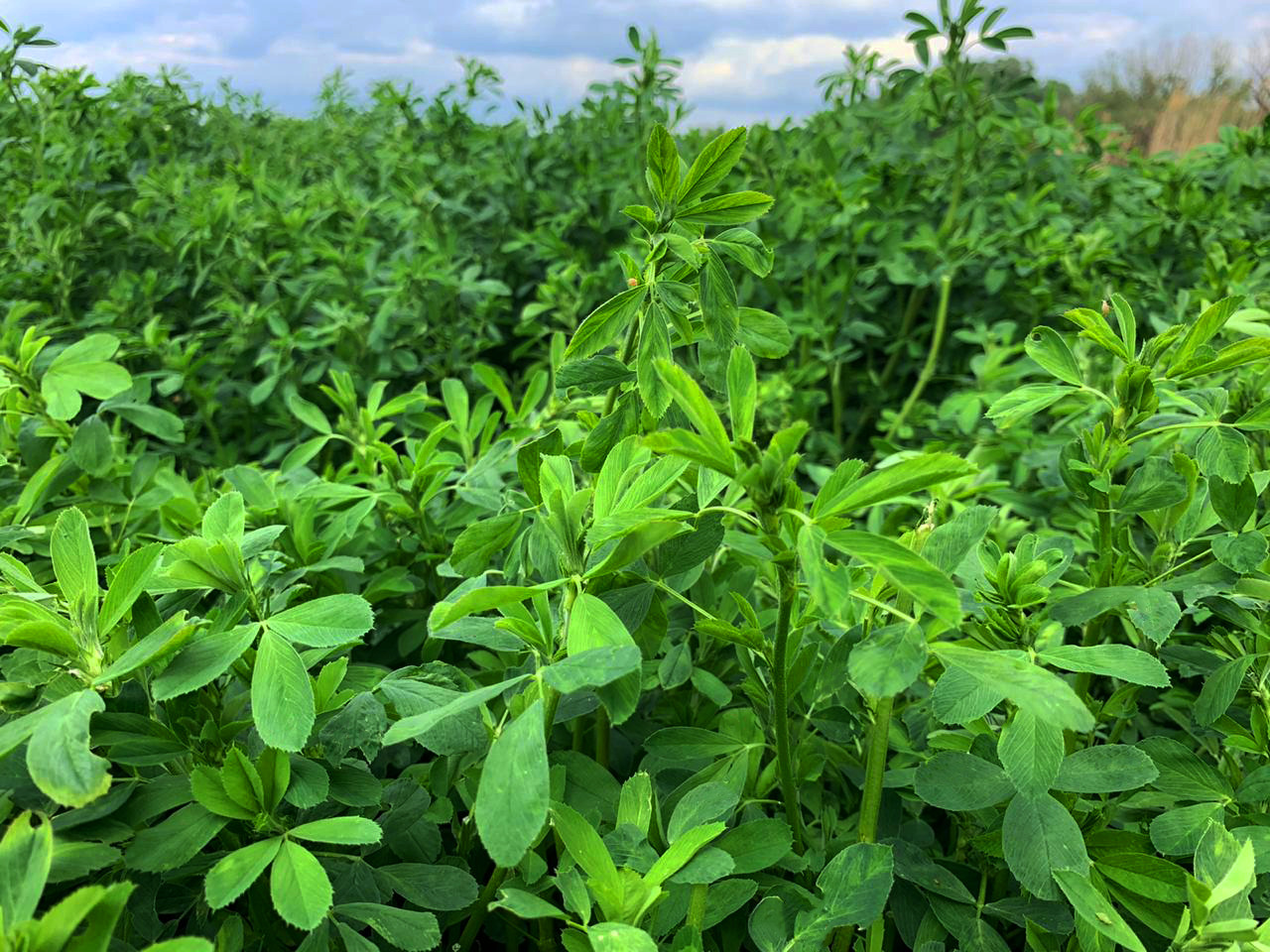Las balas de heno de alfalfa / Luzern de 20 kg (balas pequeñas) de la cosecha de alfalfa 2020 están listas para su envío