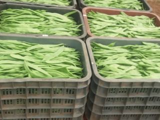 Venderé guisantes de azúcar, primera clase. Cantidades al por
