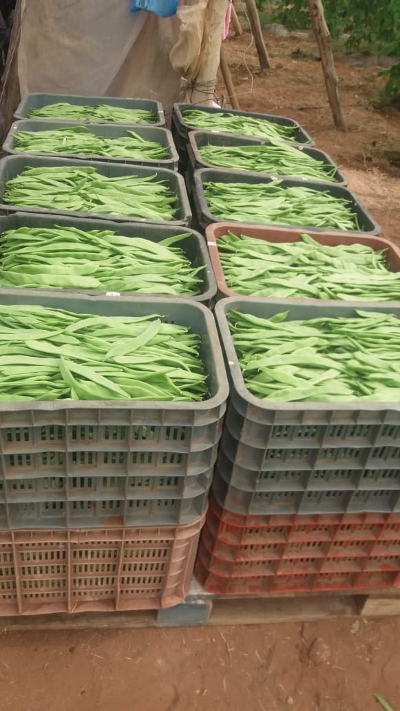 Venderé guisantes de azúcar, primera clase