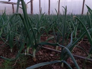 Vendo hilos de cebolla verde 25000 -30000, precio 0,10