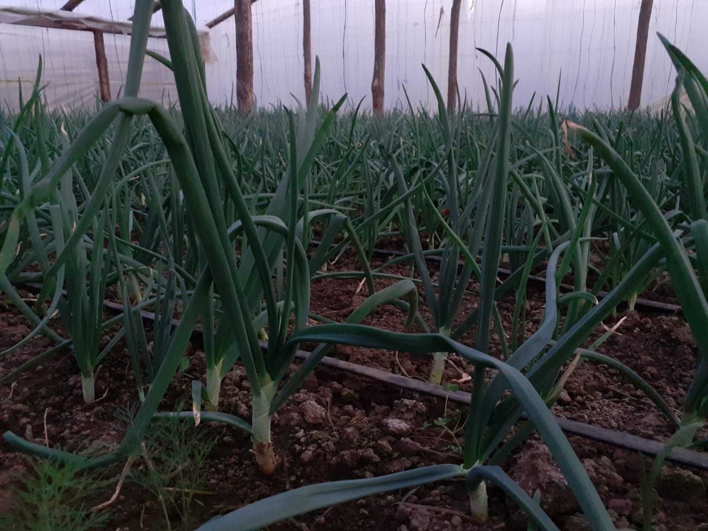 Vendo hilos de cebolla verde 25000 -30000, precio 0,10 bani / hilo sin limpiar, en el área de Adjud Vrancea