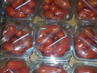 Estamos buscando recipientes regulares de tomate. Comenzamos a planificar