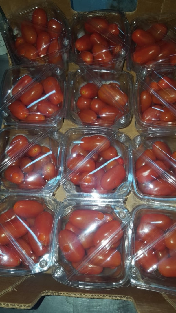 Estamos buscando recipientes regulares de tomate
