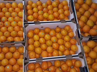 Venderé naranjas de valencia clase 1 tamaño 40-48-56-64