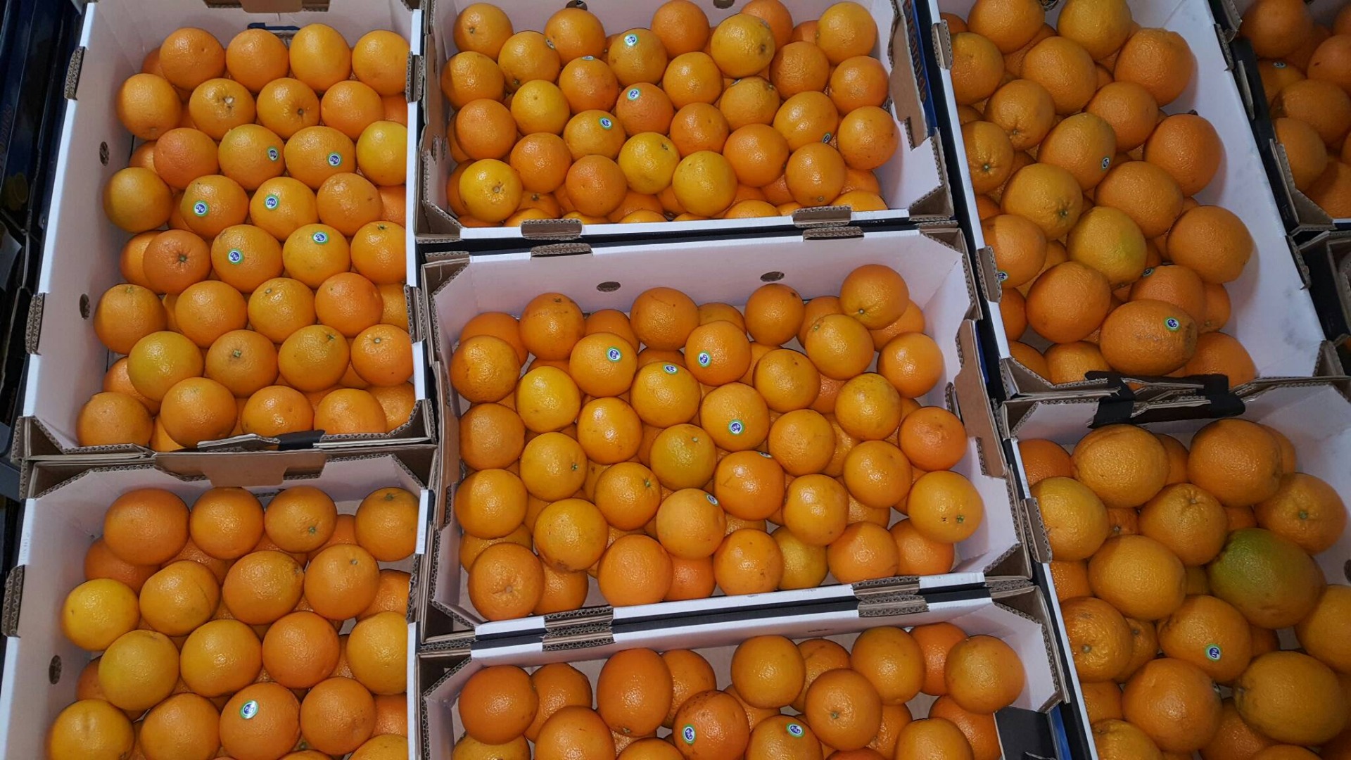 Venderé naranjas de valencia clase 1 tamaño 40-48-56-64
