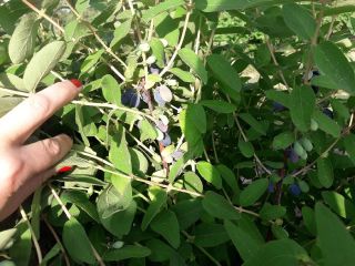 Hola, vendo fruta de bayas de Kamchatka, variedades de