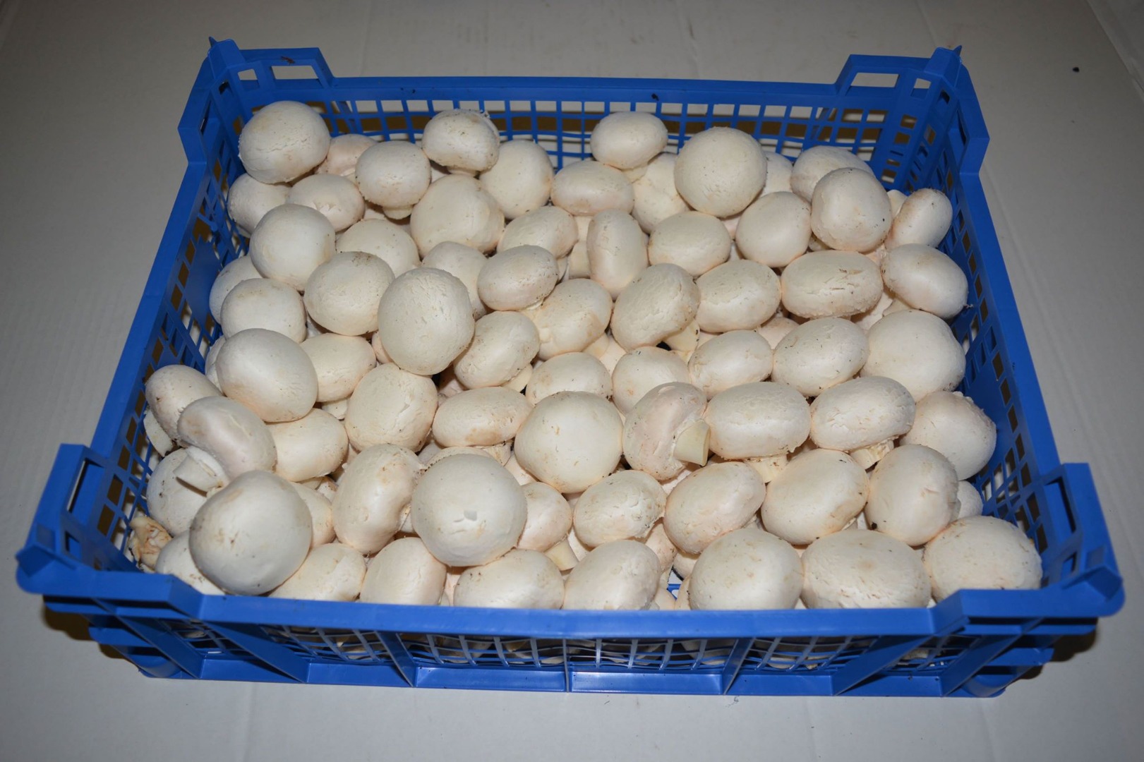Oferta de Szeroka en pieczarki białe, brązowe, portobello