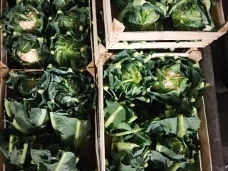 Venderé coliflor, polaco, bonito, fresco, 48 cajas, 8 pzs.