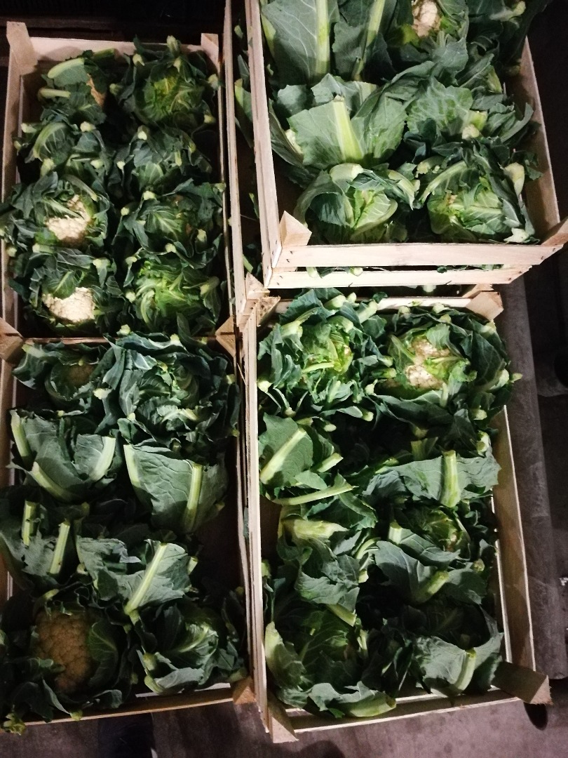 Venderé coliflor, polaco, bonito, fresco, 48 cajas, 8 pzs