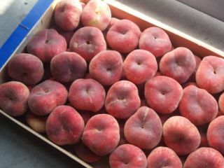 Venderé melocotón plano - paraguay, bonito, fresco, sabroso, importado