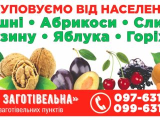 Somos la primera empresa compradora. Ofrecemos cerezas recogidas de