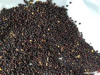 Venderé grano RZEPAK * País de origen - Ucrania.