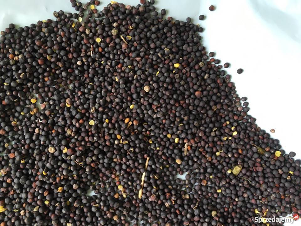 Venderé grano RZEPAK * País de origen - Ucrania