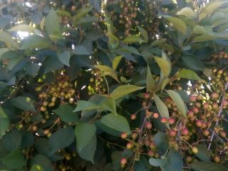 La venta de cerezas en la plantación de troncos