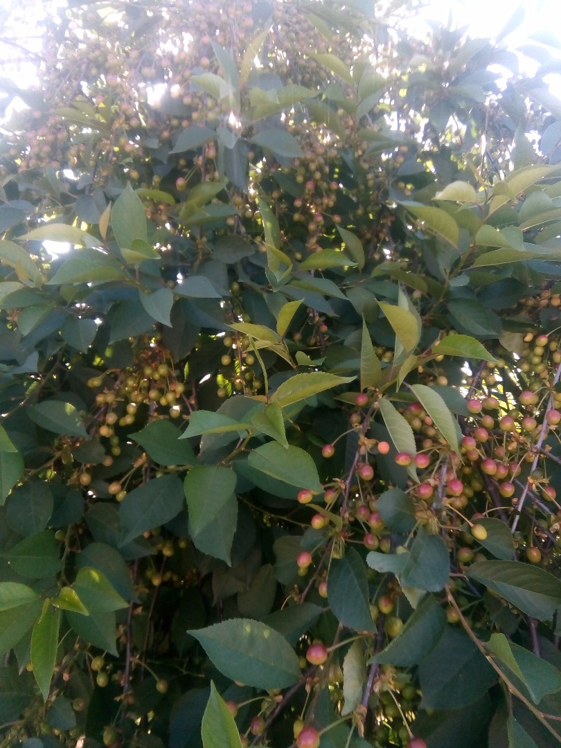 La venta de cerezas en la plantación de troncos atendió más de 2 horas a aproximadamente 60 toneladas de fruta del árbol