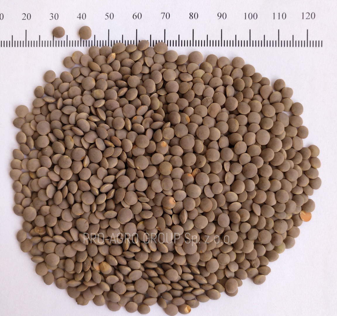 **** Lentejas marrón para alimentos **** Parámetros de calidad: Pureza - 99.9% Humedad - no más de 12.0% Aditivos de basura - 0% Granos dañados - 0.1% Calibre