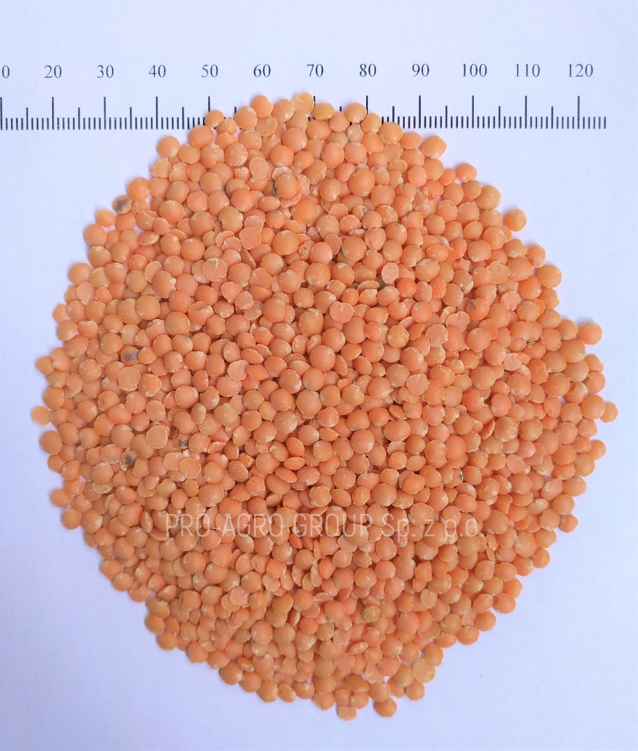 *** Calidad alimenticia lijada con lentejas *** Precio - 2.75 PLN / kg *** Parámetros de calidad: Pureza - 99.9% Humedad - no más de 12.0% Aditivos de basura