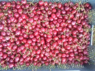 Tengo que vender un gran número de cerezas de