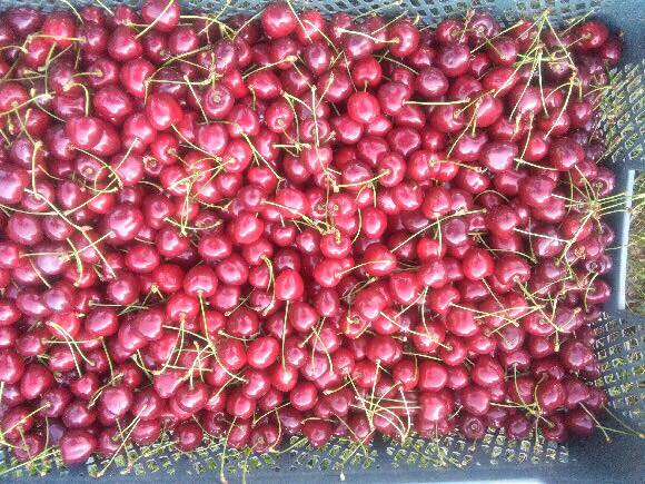 Tengo que vender un gran número de cerezas de la variedad: Kordia, Regina, Sam