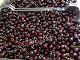 Nos gustaría ofrecerle frutas ecológicas: cerezas, cerezas, frambuesas directamente