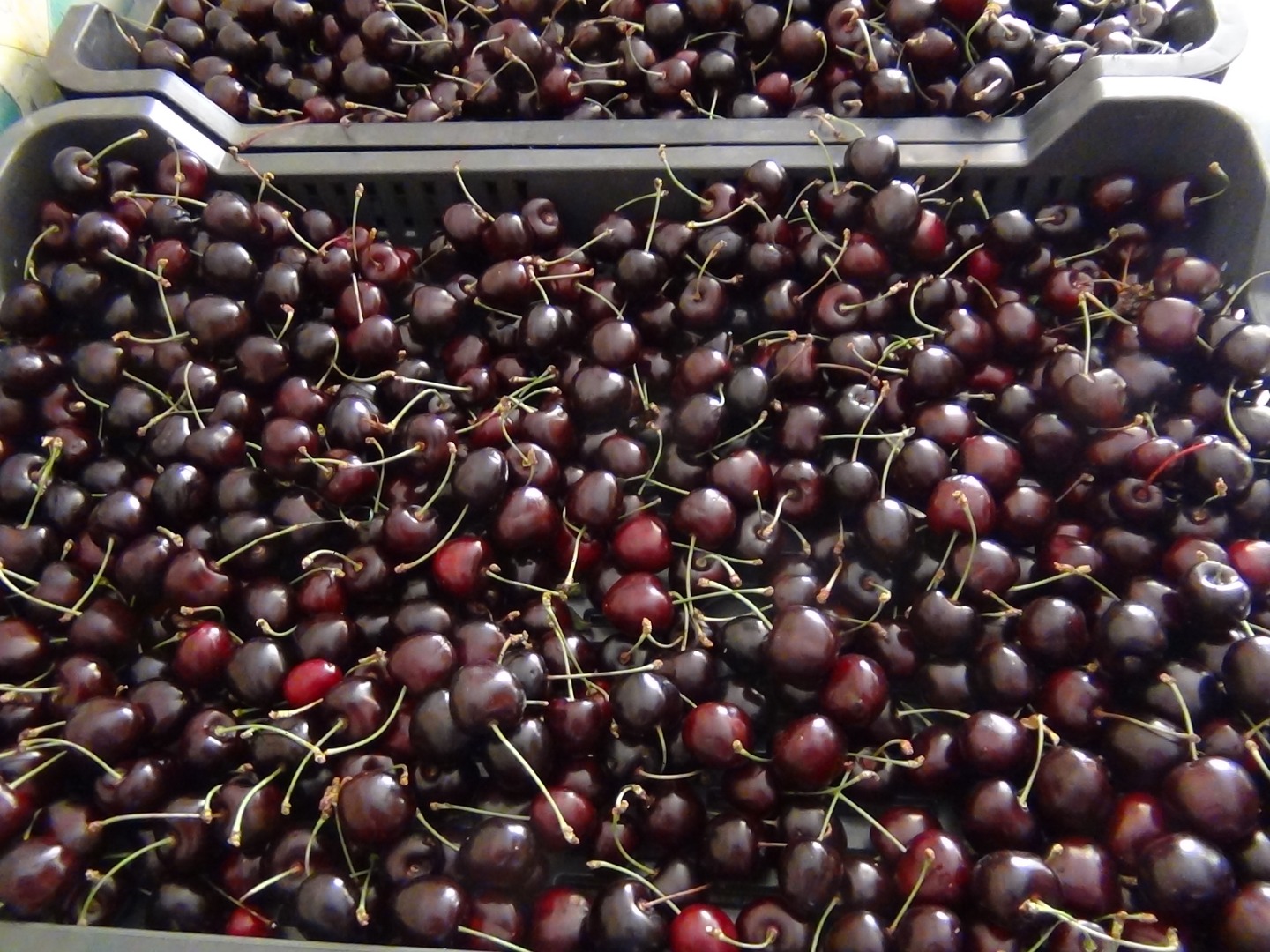 Nos gustaría ofrecerle frutas ecológicas: cerezas, cerezas, frambuesas directamente de una granja orgánica