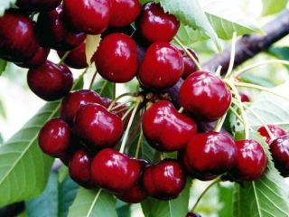 Bienvenido a la venta. Tengo cerezas interesadas. Por favor,