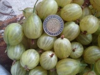 Hola. Venderé fruta de grosella. Agradable, grande, fruta dulce.