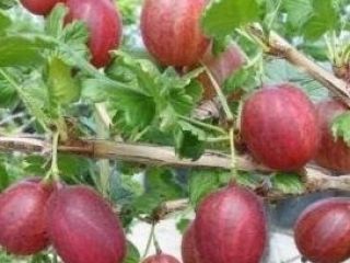 Vende grosellas para prensar unas 15t. Sin moho polvoriento.