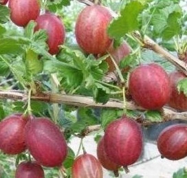 Vende grosellas para prensar unas 15t