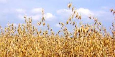 Compraré trigo, triticale, avena, centeno, cebada, maíz, soja, guisantes