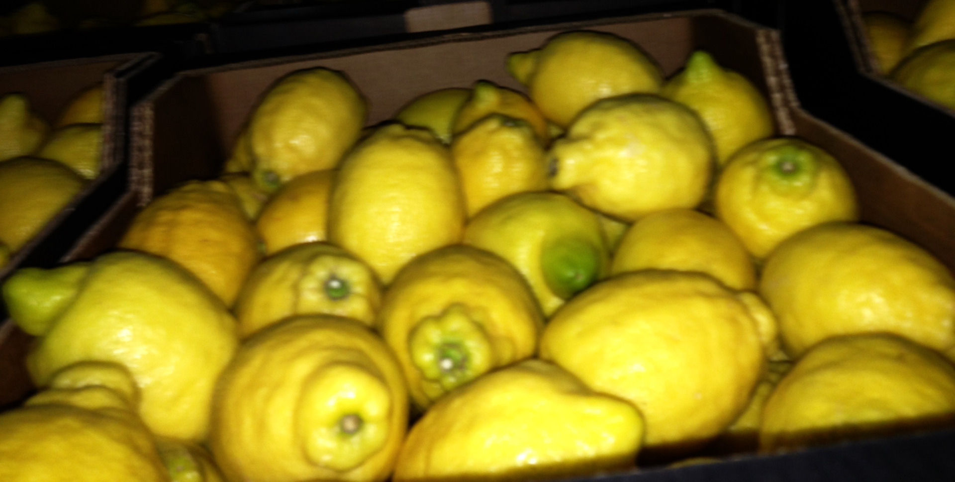 Compraré limones para exportación, clase I, cualquier empaque.
