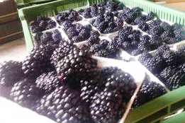 Estoy buscando productores de frutas suaves, entre otras moras.