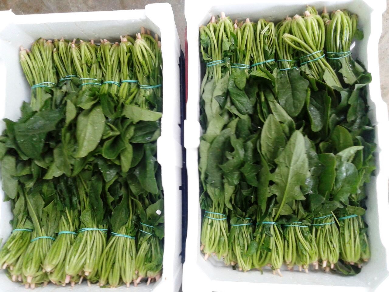 Venderé espinacas importadas. Embalaje de espuma de poliestireno no
