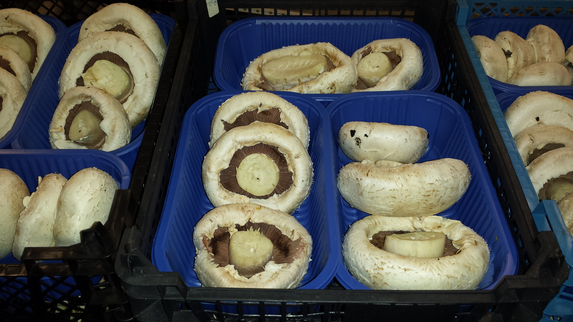 Venderé Risen Mushroom. Champiñones envasados ​​en chorritos y cartones.