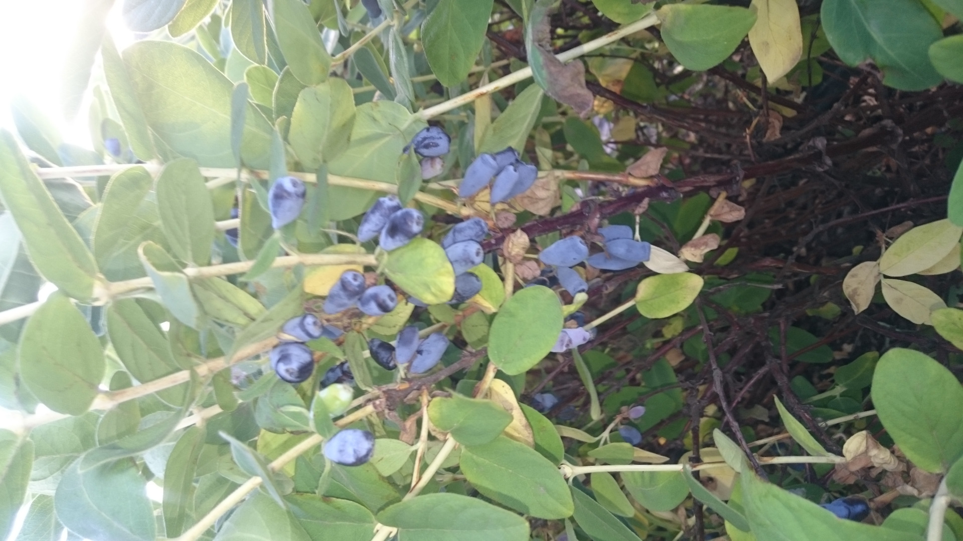 Venderé una baya kamchatka de la variedad Wojtek Zojka,