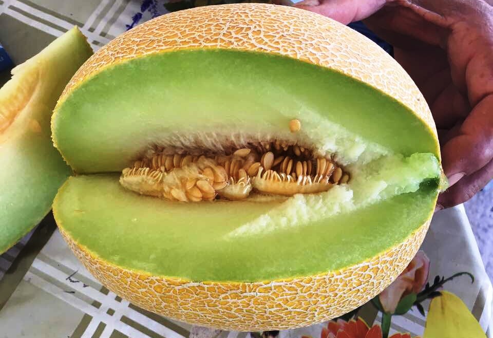 Venderé la temporada de melón 2017, los invito a