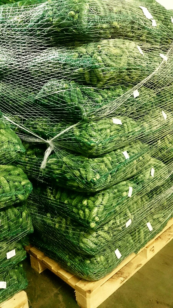 Hola, Grupa venderá cantidades TIR de pepino de campo