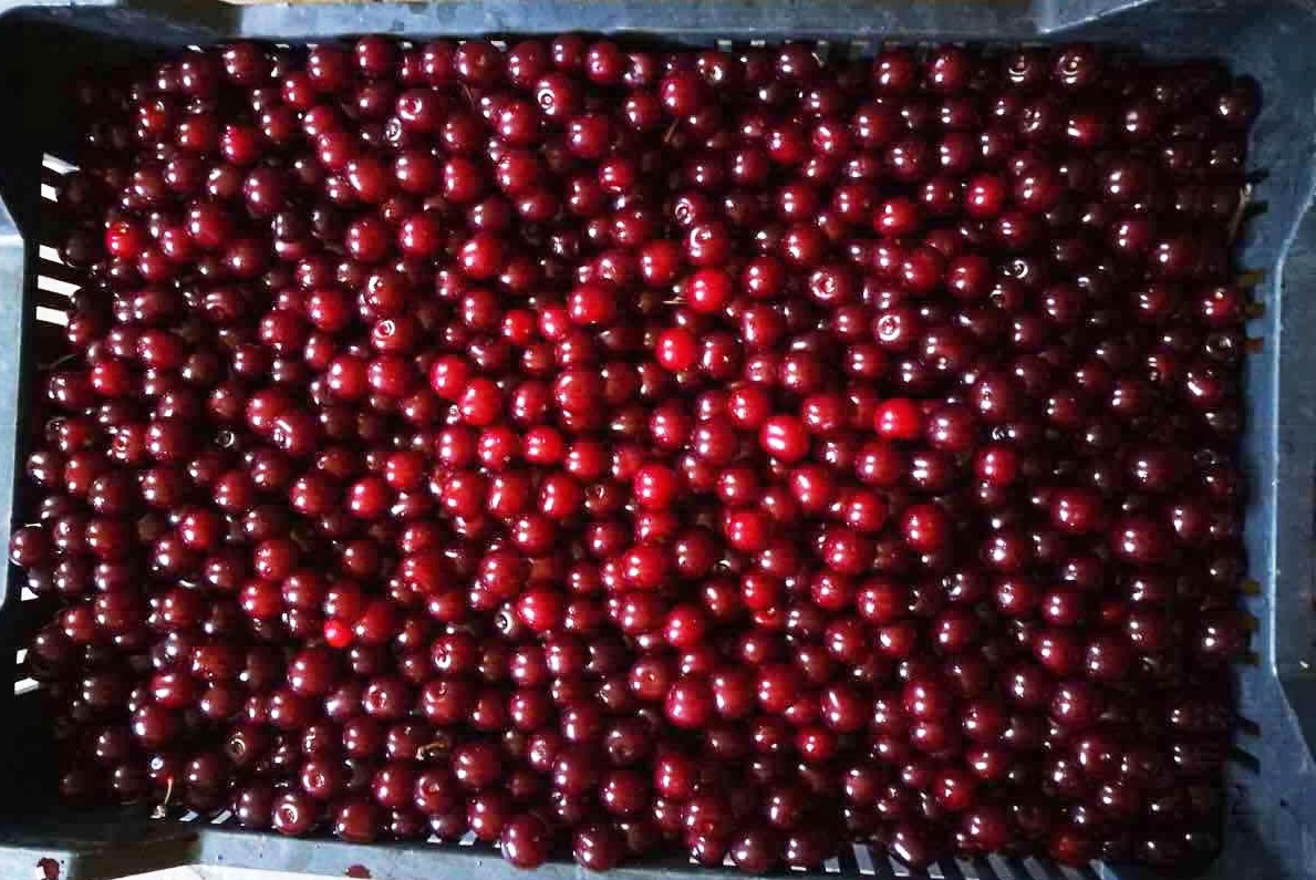 Venderé cerezas para congelar. Cereza sin tallo.