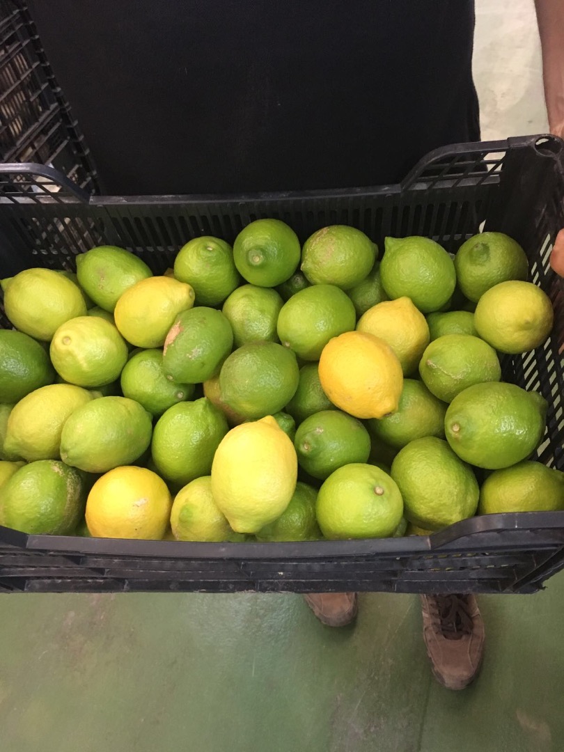 Tengo una venta de limón España en grandes cantidades