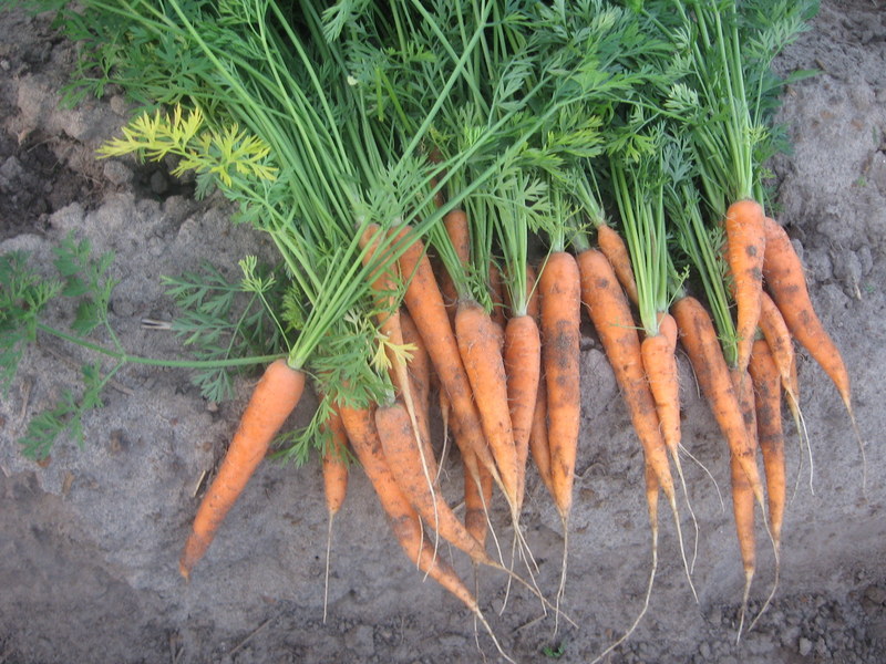 Tengo muchas ganas de vender zanahorias. Para más información,