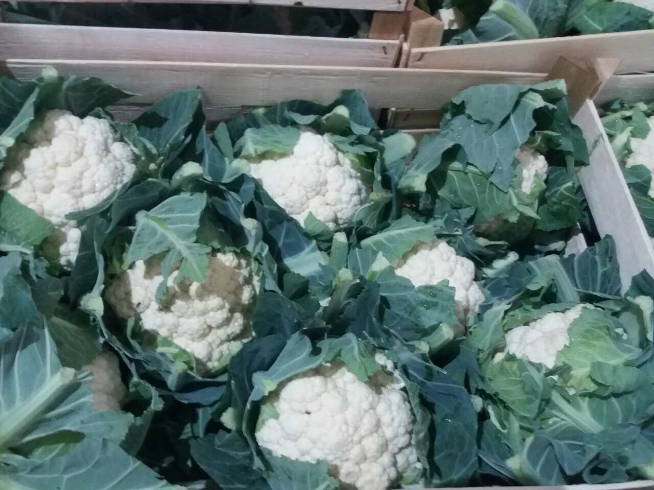 Venderé coliflor en palets de 400 kg.