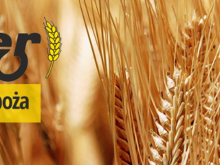 PPHU Ginter contratará colza para la cosecha 2020. La