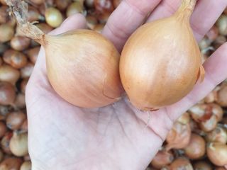 Venderé cebollas. Producto organico. Escala de oro
