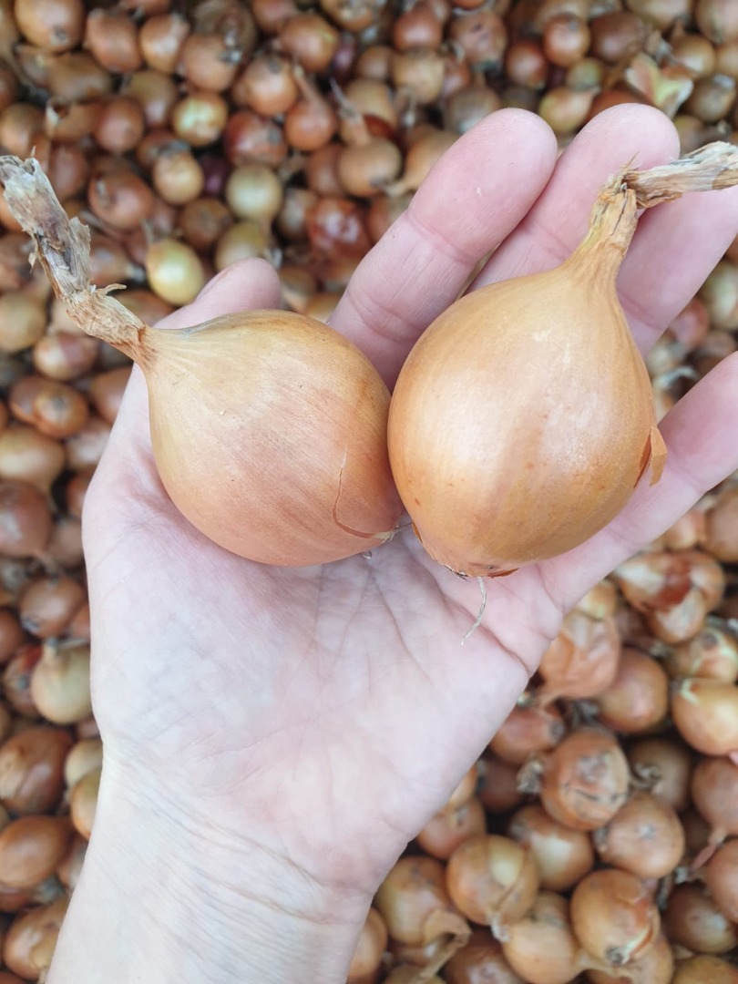 Venderé cebollas