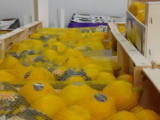 LAS TERRAZAS ESTÁN ABIERTAS !!!! LIMON PARA HORECA !!!!!