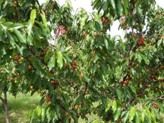Cerezas variedad Earlly Red, período de maduración 18-25 de