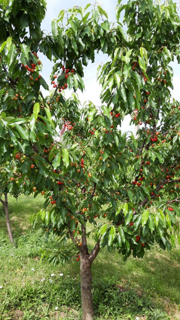 Cerezas variedad Earlly Red, período de maduración 18-25 de mayo
