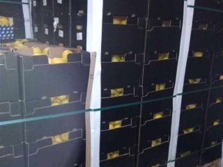 Verna limón a la venta, primera clase de unas