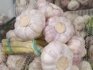 Venderé ajo de 0.45-0.95 Español, egipcio, polaco Precios desde